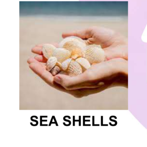 Natural Sea Shells Packet