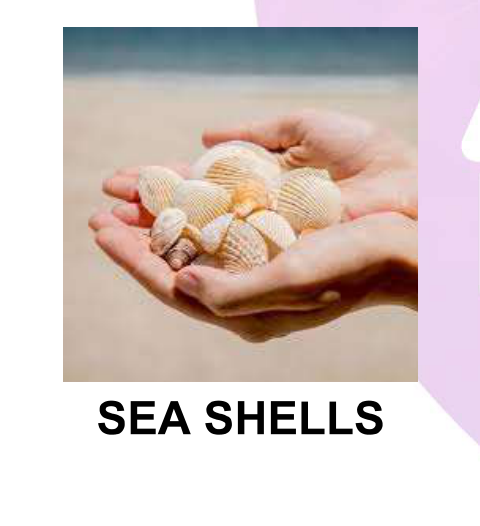 Natural Sea Shells Packet